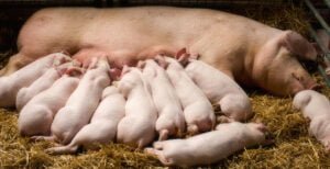 normes-bien-etre-animal-elevage-porcs