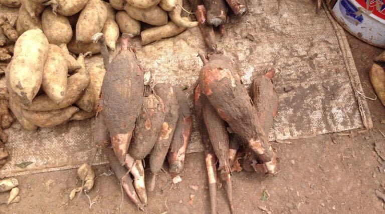 IMG-20190618-WA0044-800x445