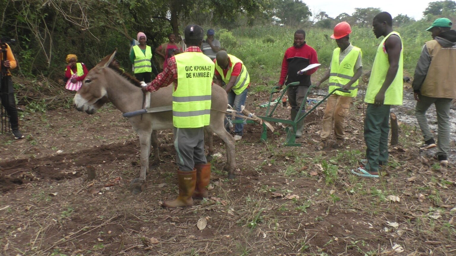 Photo agriculuture avec anes