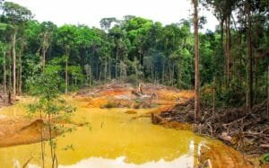 Photo Deforestation_foret-ravagée