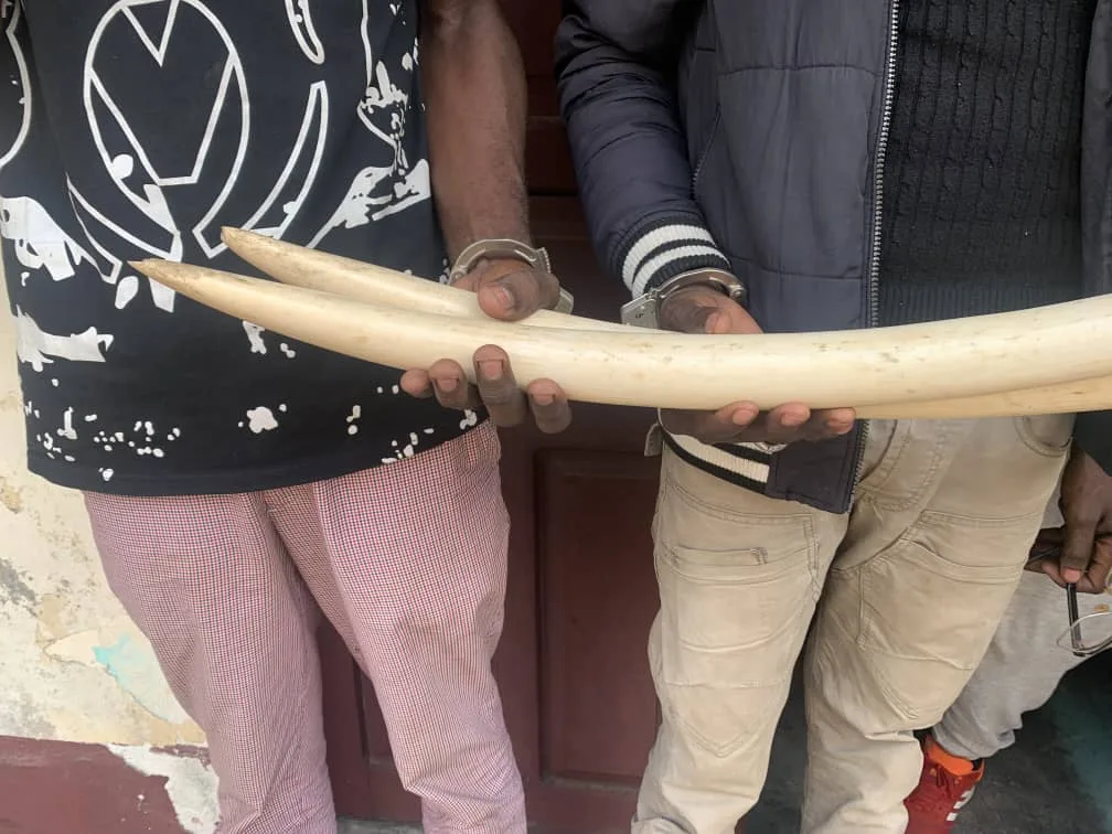 Lutte anti-braconnage : Une femme interpellée dans le cadre du trafic de défenses d’éléphants