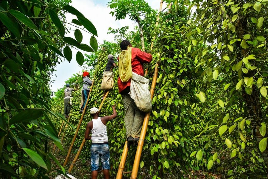 Festival International du Poivre de Penja