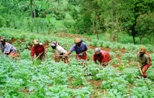 Appel à candidature : Financement spécial pour 10 000 jeunes entrepreneurs agropastoraux