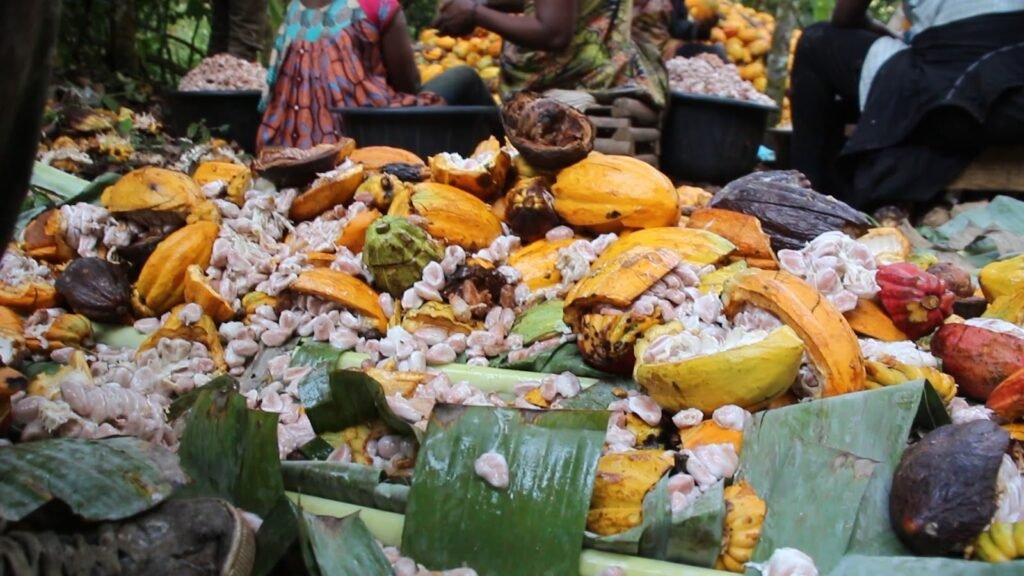 image-1-1024x576 Cacao au Cameroun : Richesse nationale, pauvreté paysanne et forêts menacées