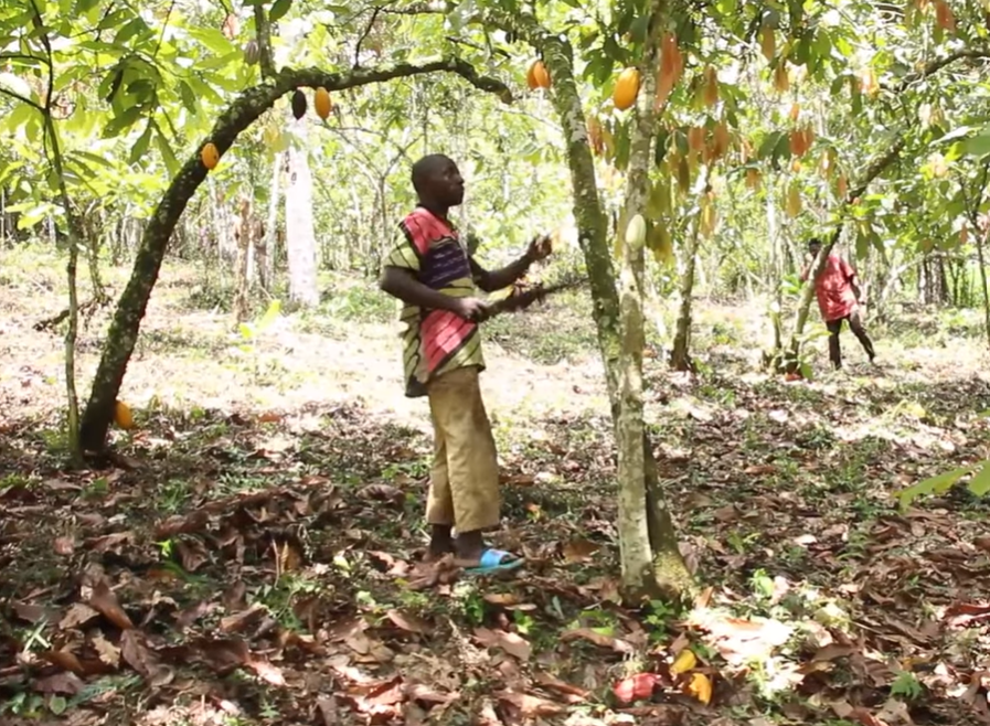 image-1 Cacao au Cameroun : Richesse nationale, pauvreté paysanne et forêts menacées