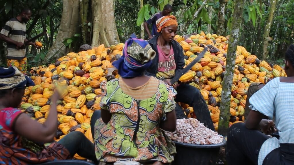 image-3-1024x576 Cacao au Cameroun : Richesse nationale, pauvreté paysanne et forêts menacées