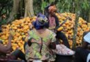 Cacao au Cameroun : Richesse nationale, pauvreté paysanne et forêts menacées