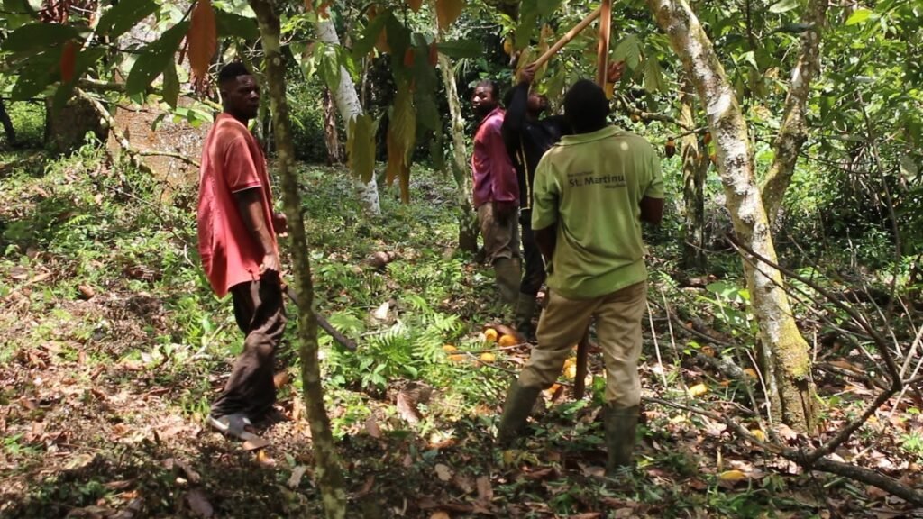 image-6-1024x576 Cacao au Cameroun : Richesse nationale, pauvreté paysanne et forêts menacées