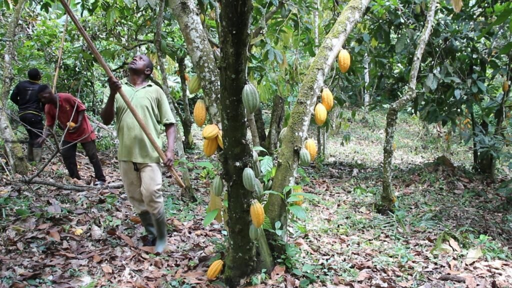 image-7-1024x576 Cacao au Cameroun : Richesse nationale, pauvreté paysanne et forêts menacées