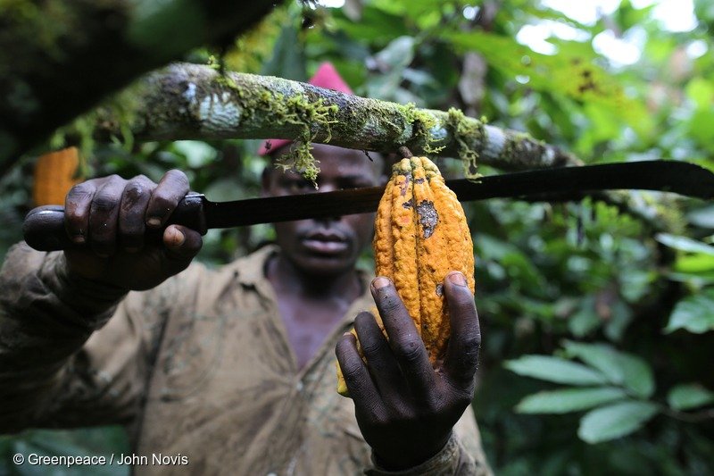 image Cacao au Cameroun : Richesse nationale, pauvreté paysanne et forêts menacées