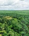 Fausse vidéo sur la plantation de Dibombari : Socapalm dément et envisage des poursuites