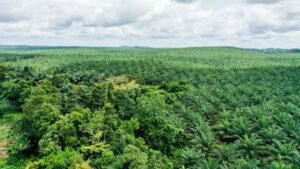 Fausse vidéo sur la plantation de Dibombari : Socapalm dément et envisage des poursuites