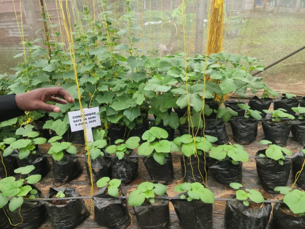 Concombre-1024x768 Journées portes ouvertes : ISTAPA-CEFREPAS dévoile ses formations innovantes en agriculture, élevage et énergies renouvelables