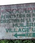 Fausse vidéo sur la plantation de Dibombari : Socapalm dément et envisage des poursuites