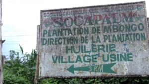 Fausse vidéo sur la plantation de Dibombari : Socapalm dément et envisage des poursuites